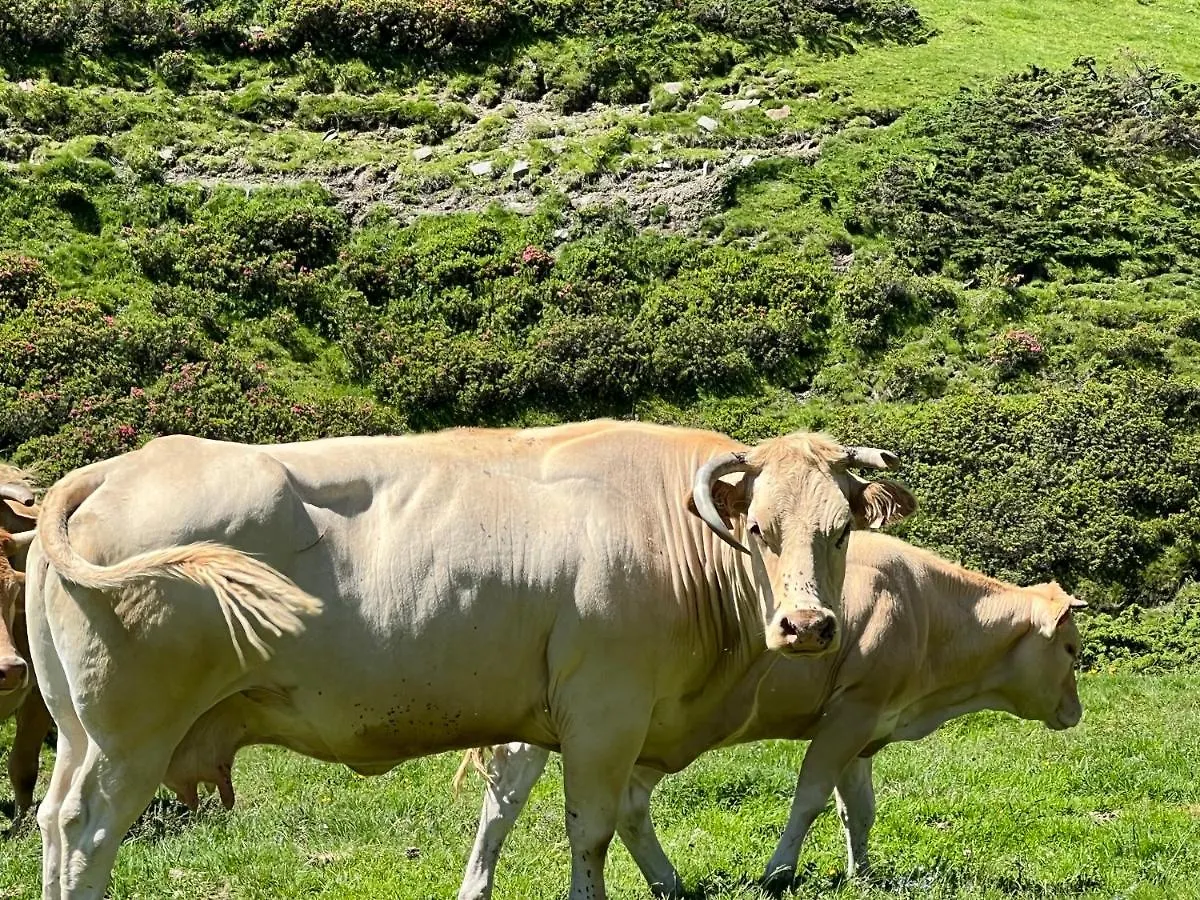 Grande Caravane Avec Auvent Au Milieu Du Parc Naturel Des Pyrenees Campan Kemp